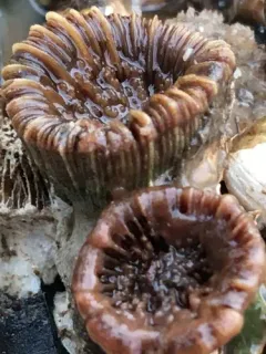 brown cup coral thumbnail 1