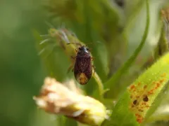 hairy groundbug thumbnail 2
