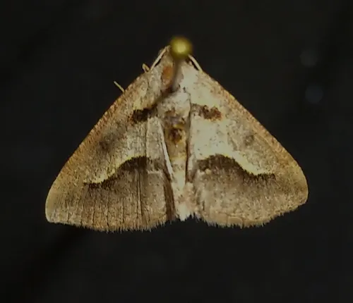 Vermilion Granite Moth