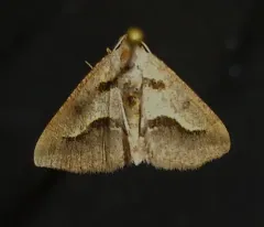 Vermilion Granite Moth thumbnail 1