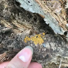 Pretzel slime mold thumbnail 3