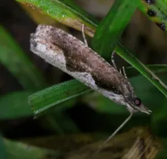 Diamondback Epinotia Moth thumbnail 2