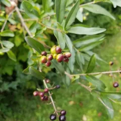 Common Privet thumbnail 2