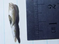 Spindle Lymnaea thumbnail 1