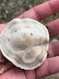 Spruce Tooth thumbnail 3
