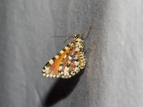 Stamnodes tessellata