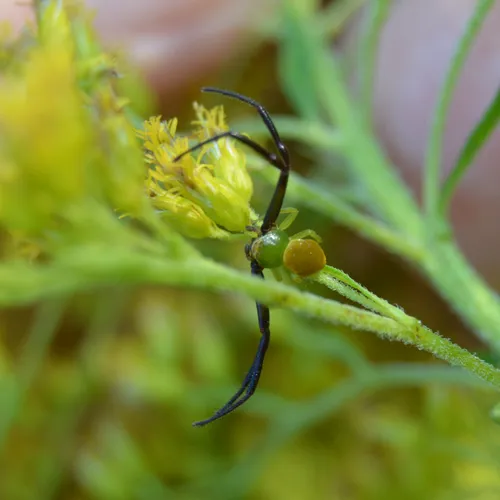 White-banded Crab Spider