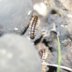 Greenhouse Millipede thumbnail 2