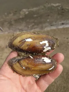 Yellow Sandshell thumbnail 2