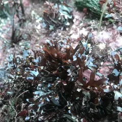 Irish Moss thumbnail 2