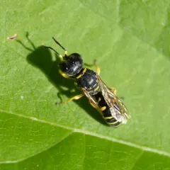 Ectemnius arcuatus thumbnail 2