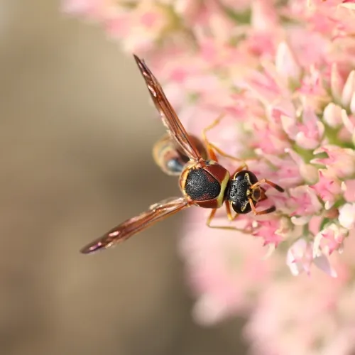 Smith's Potter Wasp