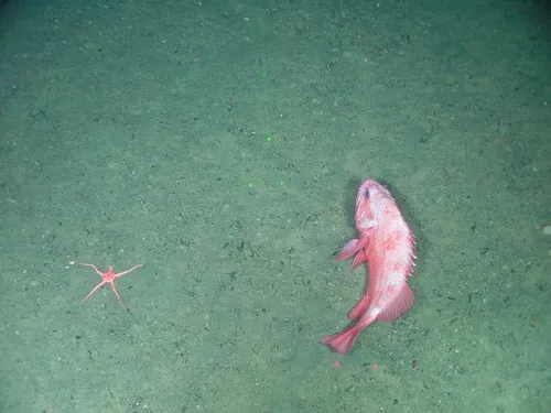 Shortraker Rockfish