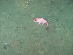 Shortspine Thornyhead thumbnail 2