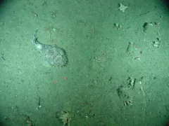 Bigmouth Sculpin thumbnail 2