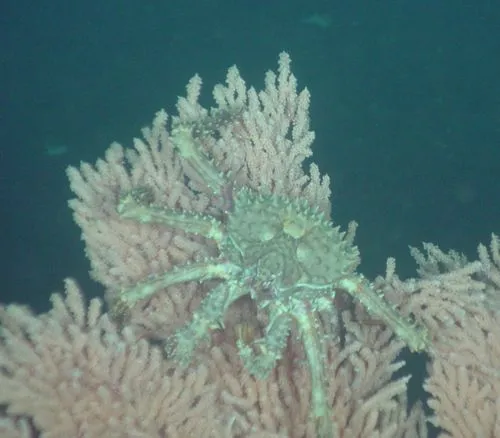 Golden King Crab