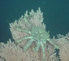 Golden King Crab thumbnail 1