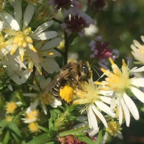 Drury's Long-horned Bee