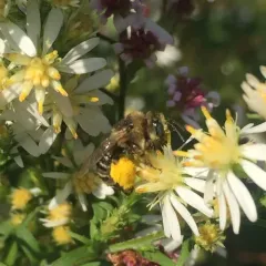 Drury's Long-horned Bee thumbnail 1