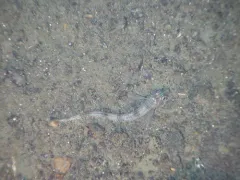 Blacktip Poacher thumbnail 2
