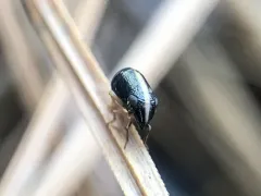 Bruchomorpha beameri thumbnail 4