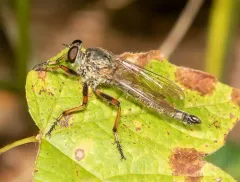 Yellow-legged Bladetail thumbnail 2