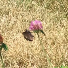 Wild Indigo Duskywing thumbnail 4