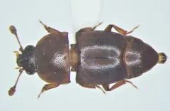 Carpophilus marginellus thumbnail 4