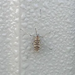 Erioptera caliptera thumbnail 4