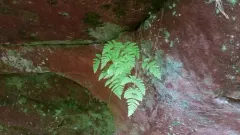 Asian oak fern thumbnail 4
