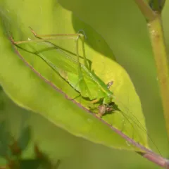 Fork-tailed Bush Katydid thumbnail 3