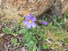Northern Jacob's-ladder thumbnail 2