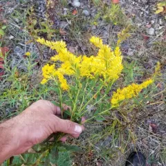 tall goldenrod thumbnail 2