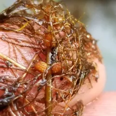 Farwell's Water-milfoil thumbnail 2