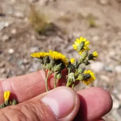 smooth hawkweed thumbnail 3
