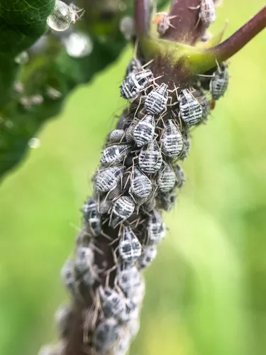 Snowberry Aphid