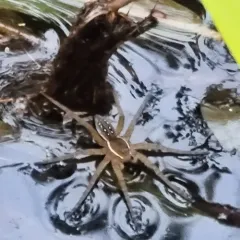 Six-spotted Fishing Spider thumbnail 3