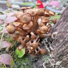 Ringless Honey Mushroom thumbnail 2