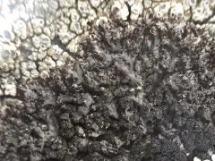 Mealy Camouflage Lichen thumbnail 4