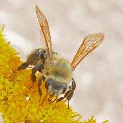 Hairy-banded Mining Bee thumbnail 3