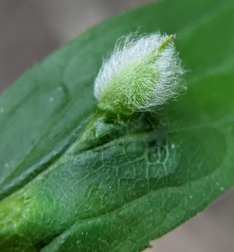 Rhopalomyia clarkei