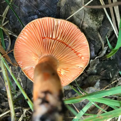 Lactarius thyinos