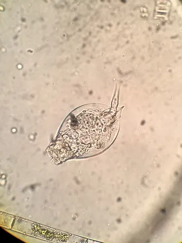 Lepadella acuminata