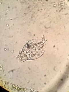 Lepadella acuminata thumbnail 1