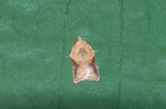Acleris britannia thumbnail 4