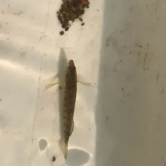 Rainbow Darter thumbnail 3