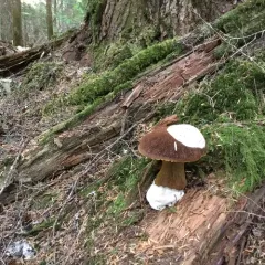 admirable bolete thumbnail 4