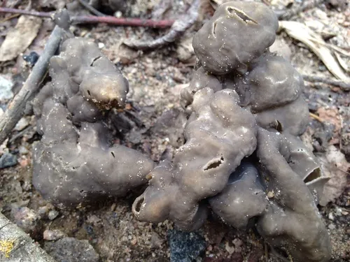 Elfin Saddle