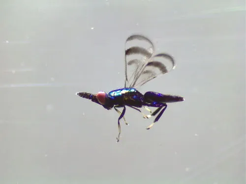 Closterocerus trifasciatus