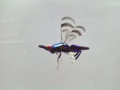 Closterocerus trifasciatus thumbnail 1